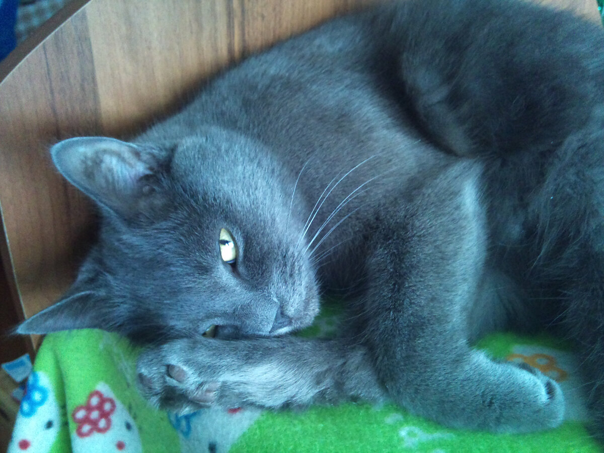 Мелисс. Фото из архива Нины.