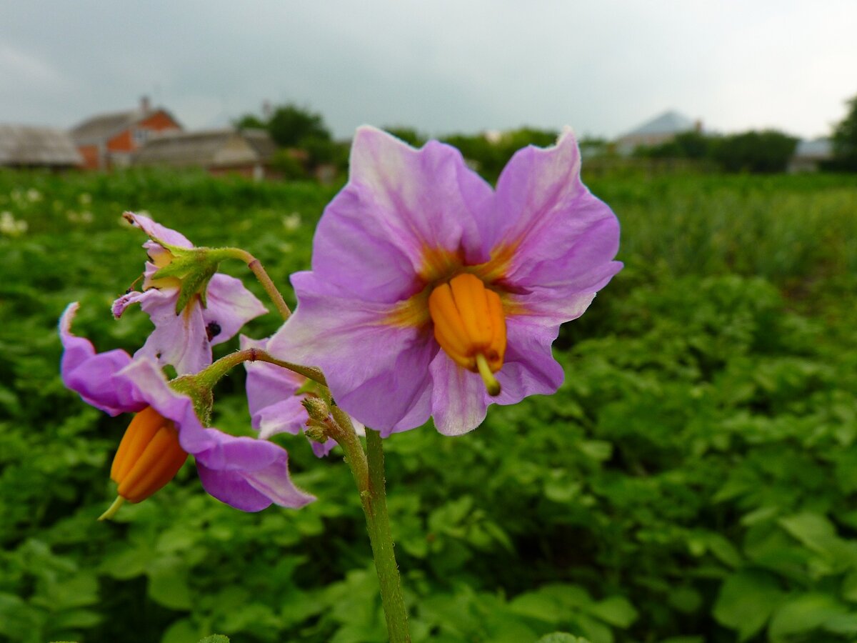 В мае зацветает картофель.