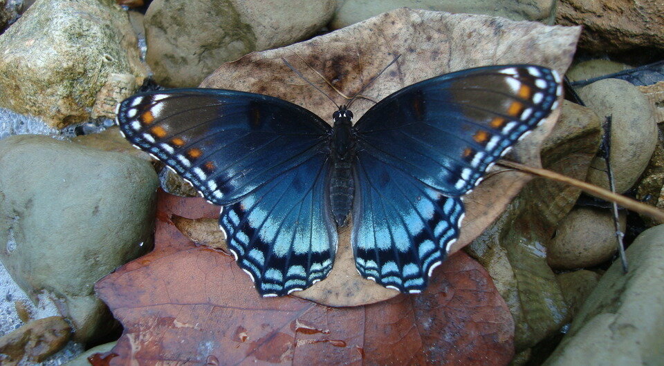   Saxophlute / Wikimedia Commons