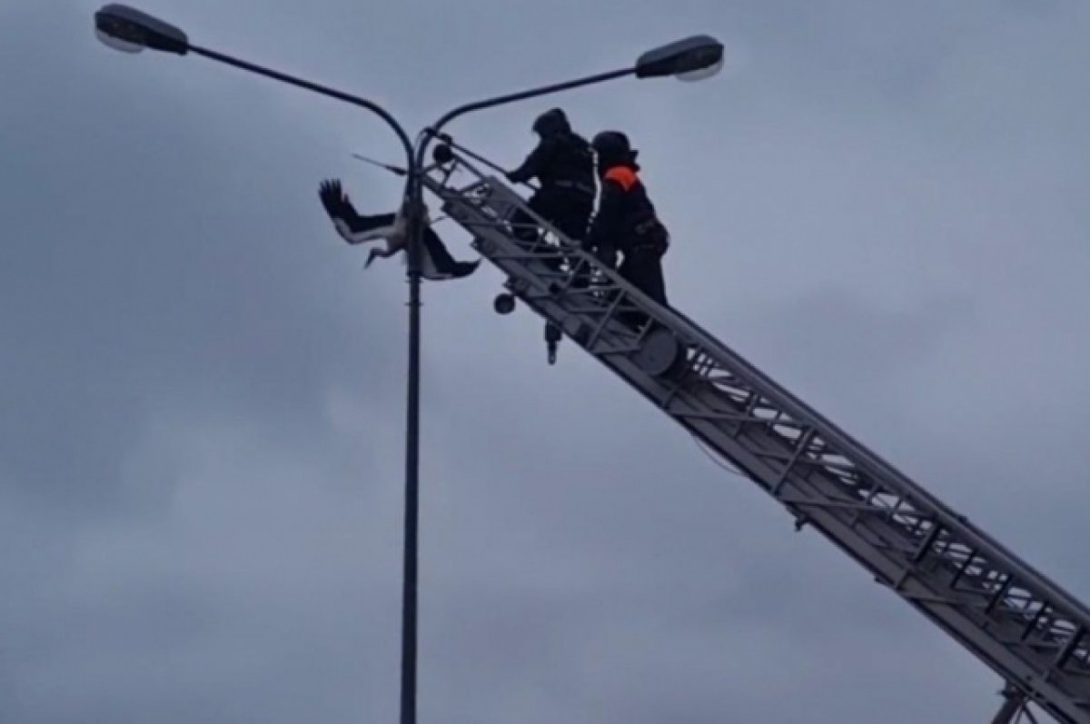    В Калининградской области сотрудники МЧС спасли застрявшего на столбе аиста