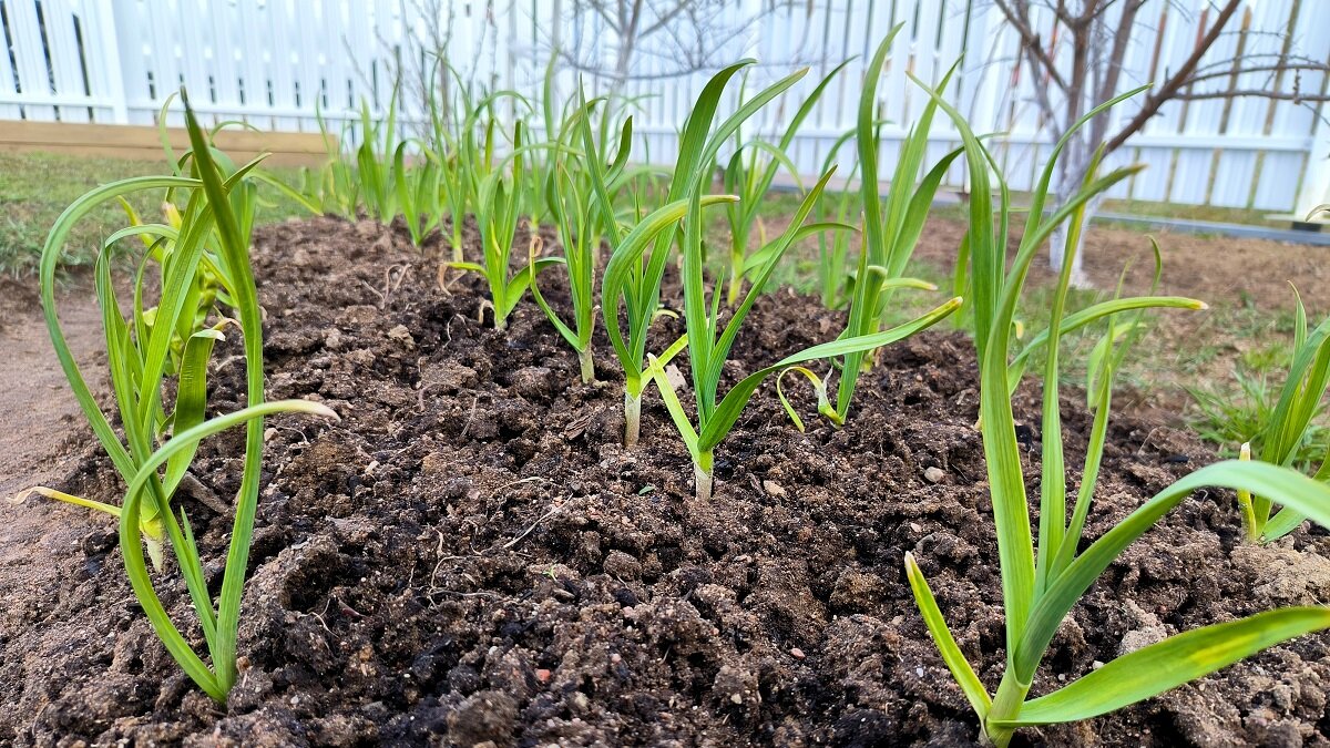    Как правильно выращивать чеснок