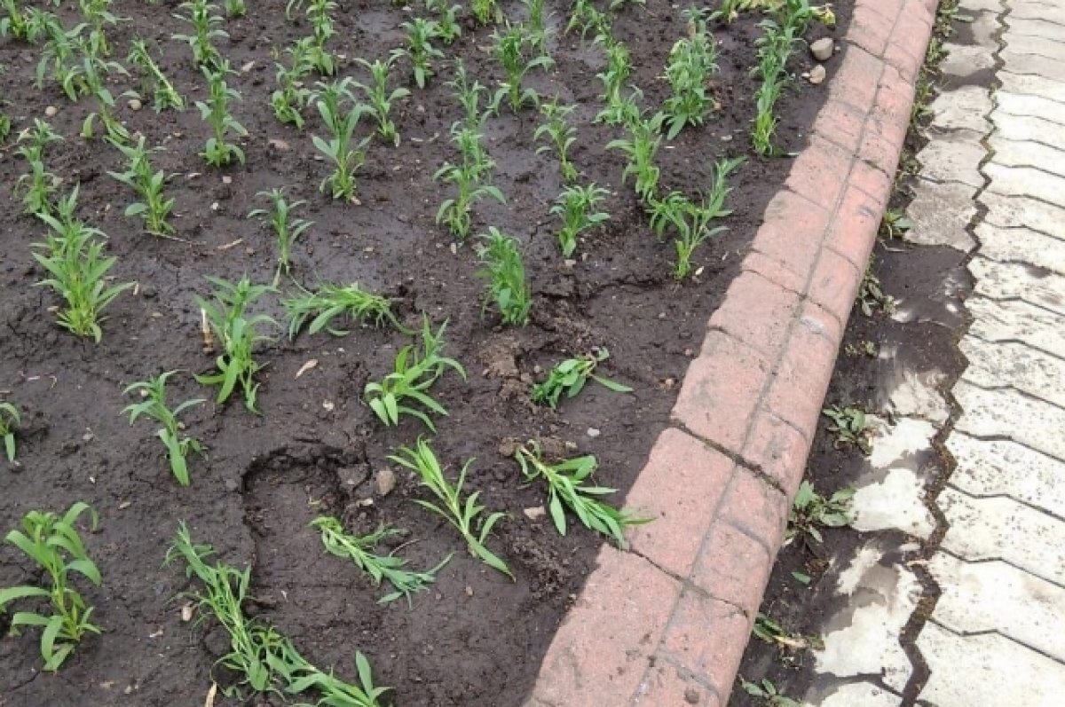    Рассаду с городских клумб начали воровать в Иркутске