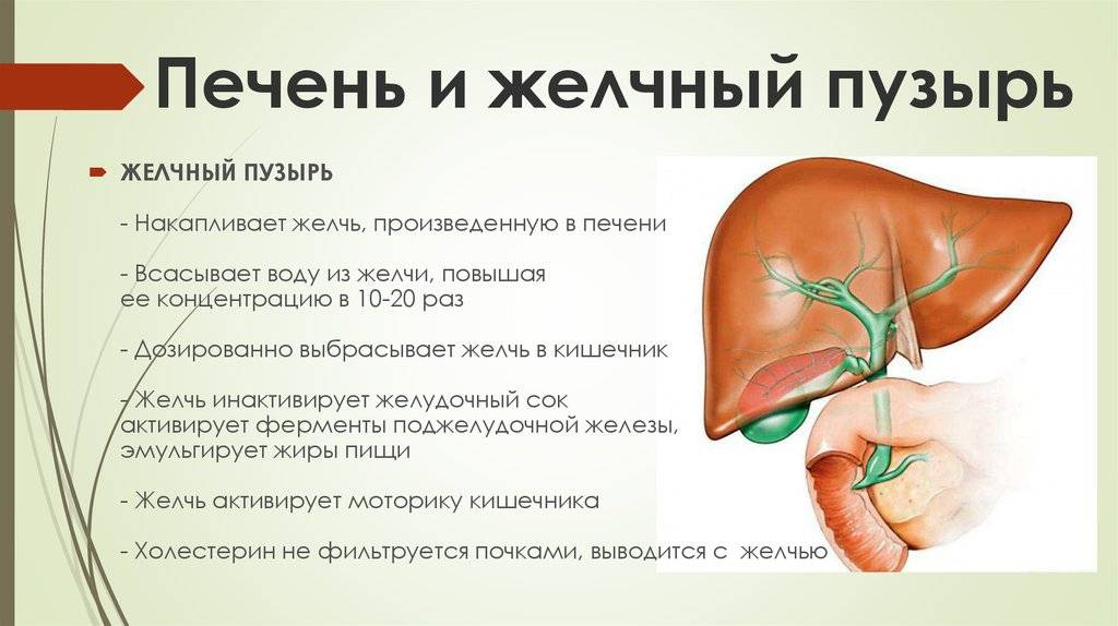 Очистка печени и желчевыводящих. Печень и желчный пузырь. Желчный пузырь и печень взаимосвязь. Болит печень и желчный пузырь. Желоягый пузырь.