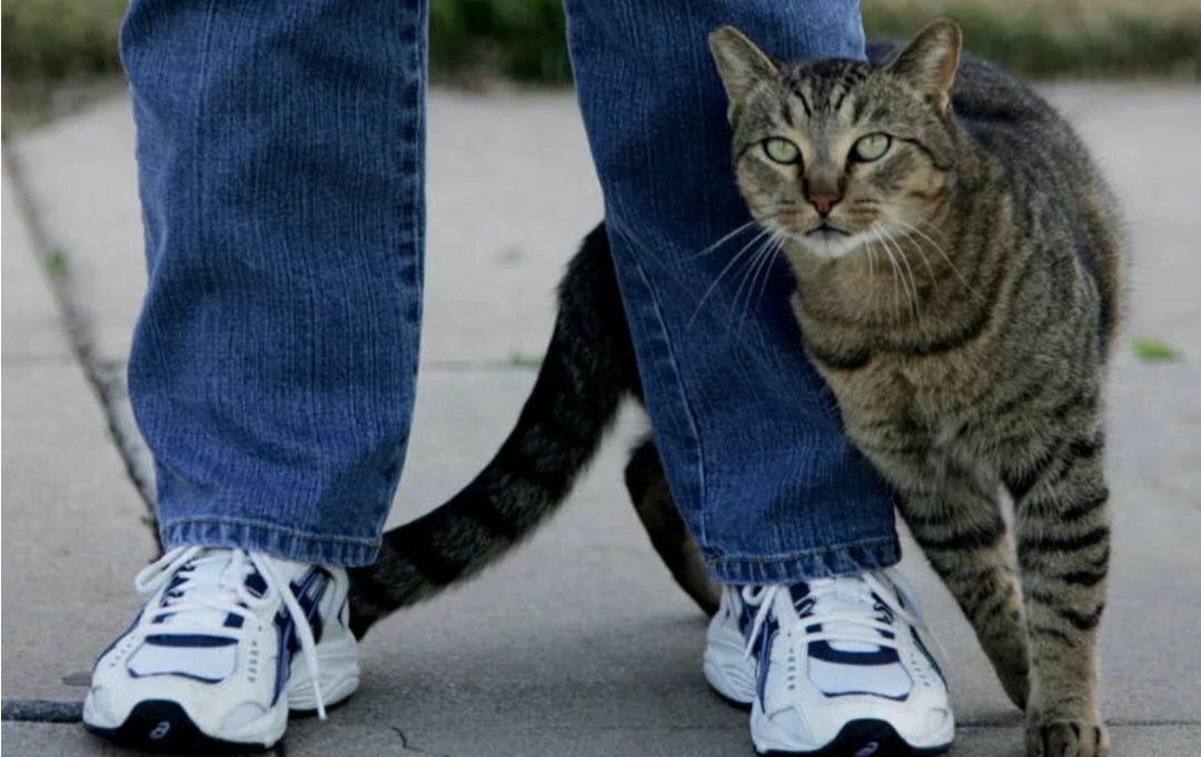Ноги хозяина. Кошка трется. Ноги кота. Кот трется об ноги. Кошка трется о человека