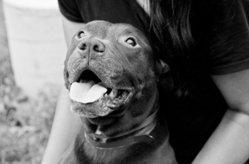 Девушка и стаффордширский терьер, иллюстративное фото из Яндекс.Картинок