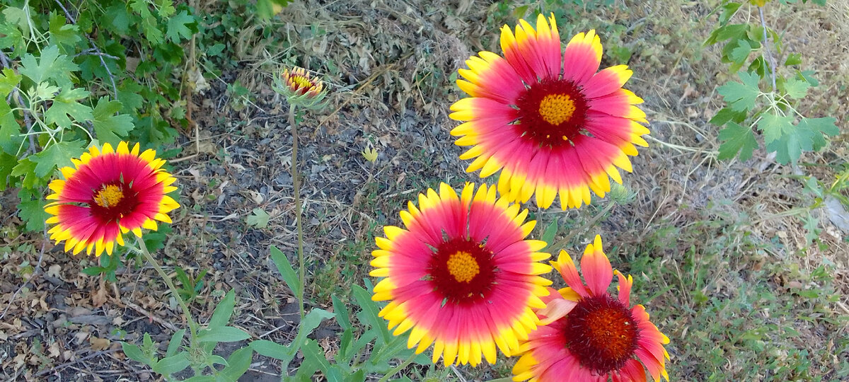 зацветают в год посева - это как раз первое цветение