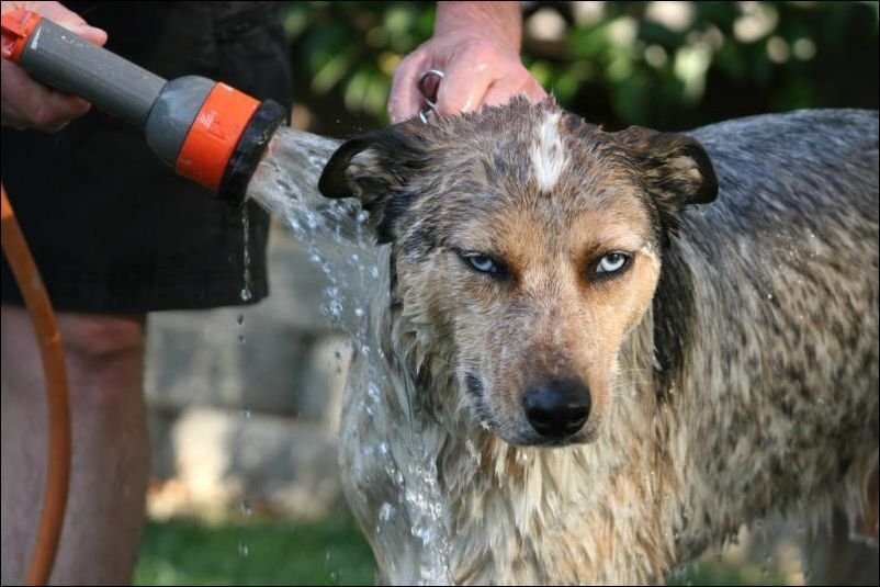 Собаки и лето: советы по переживанию жары для вашего питомца