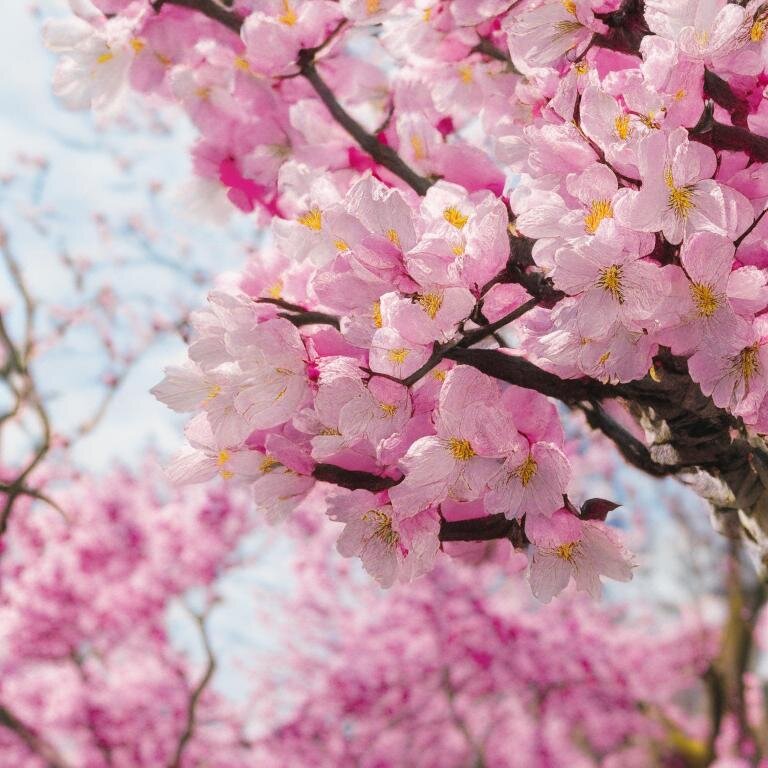 17 мгновений весны