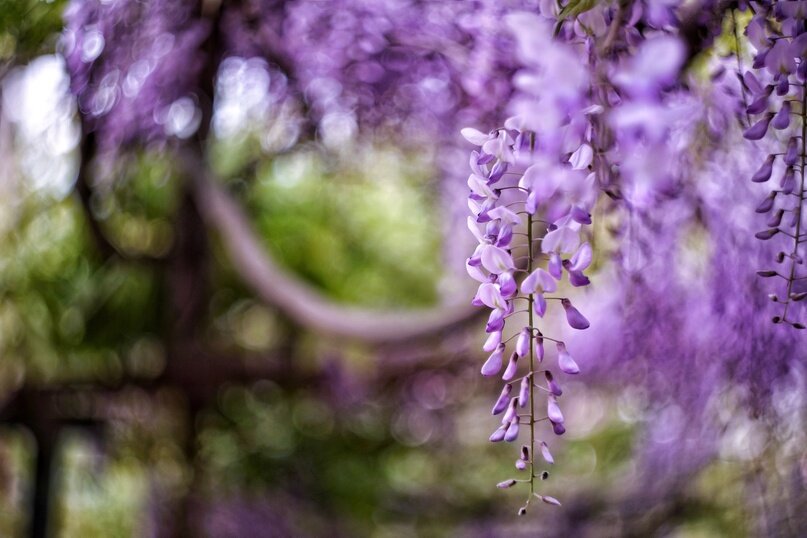 Sony a99 + Гелиос 44 f/2