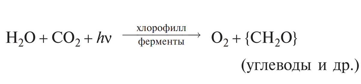 схема фотосинтеза