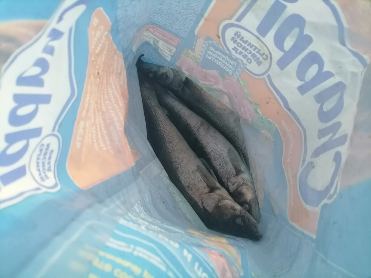 Такой наш первый улов в этом году! Не трофеи, конечно, но тоже приятно! 