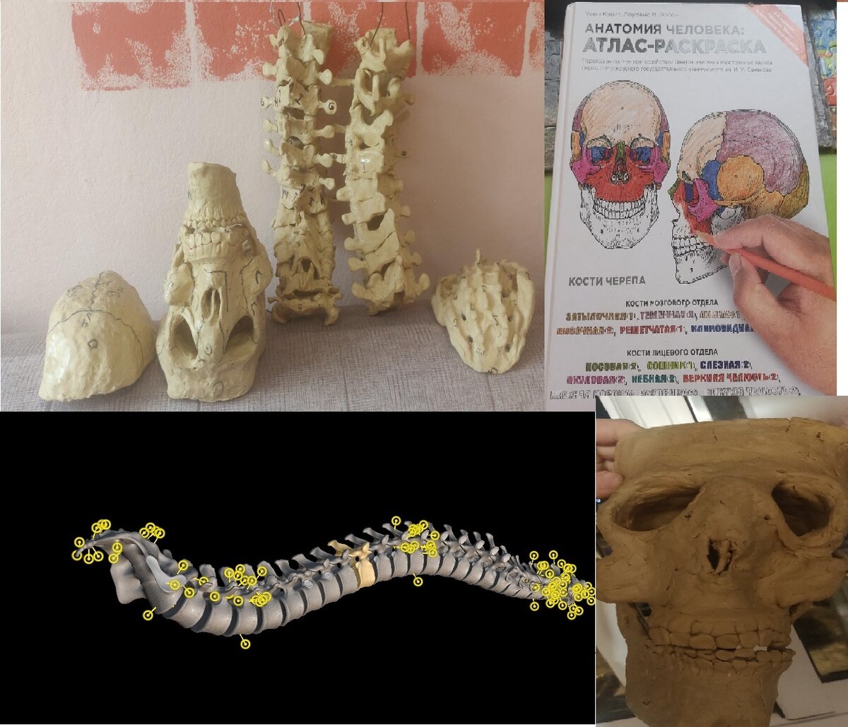 Как интересно и эффективно выучить анатомию, если зубрёжка надоела?  Самодельный макет скелета, атлас-раскраска. Лучшие и наглядные пособия. |  Генератор мыслей | Дзен