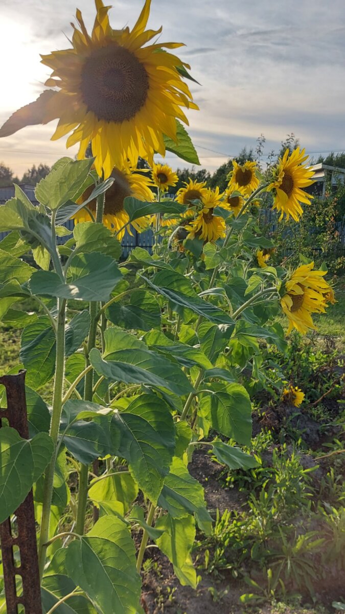 Подсолнухи цветут. Фото из личного архива.