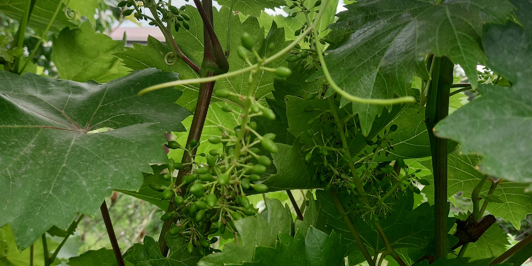 Обрезать или нет пустые побеги у винограда - неправильное решение может лишить вас урожая на следующий год