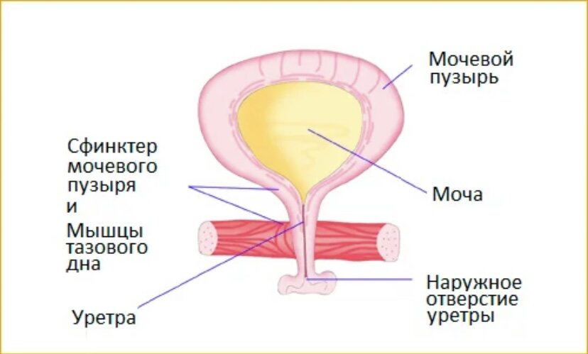 Сфинктер мочевого пузыря строение. Мочевой пузырь уретра анатомия. Сфинктер мочевого пузыря анатомия. Строение мочевого пузыря и уретры.