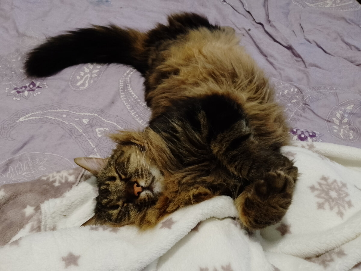 Хочу быть котом и вот так жить