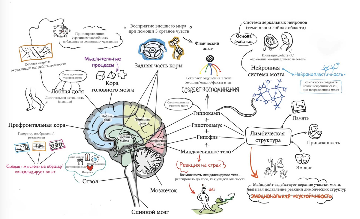 Структуры мозга и то за что они отвечют.