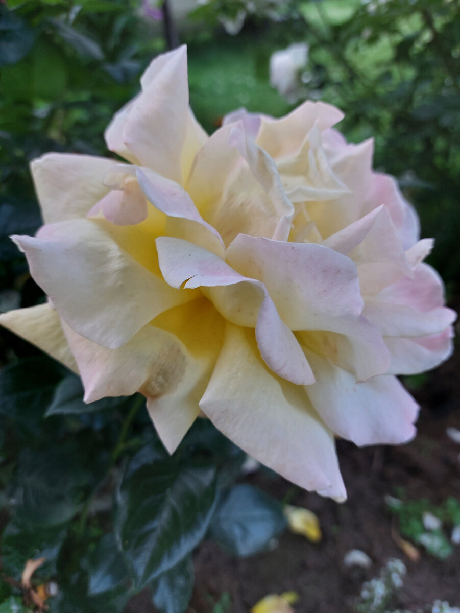 Моя фаворитка