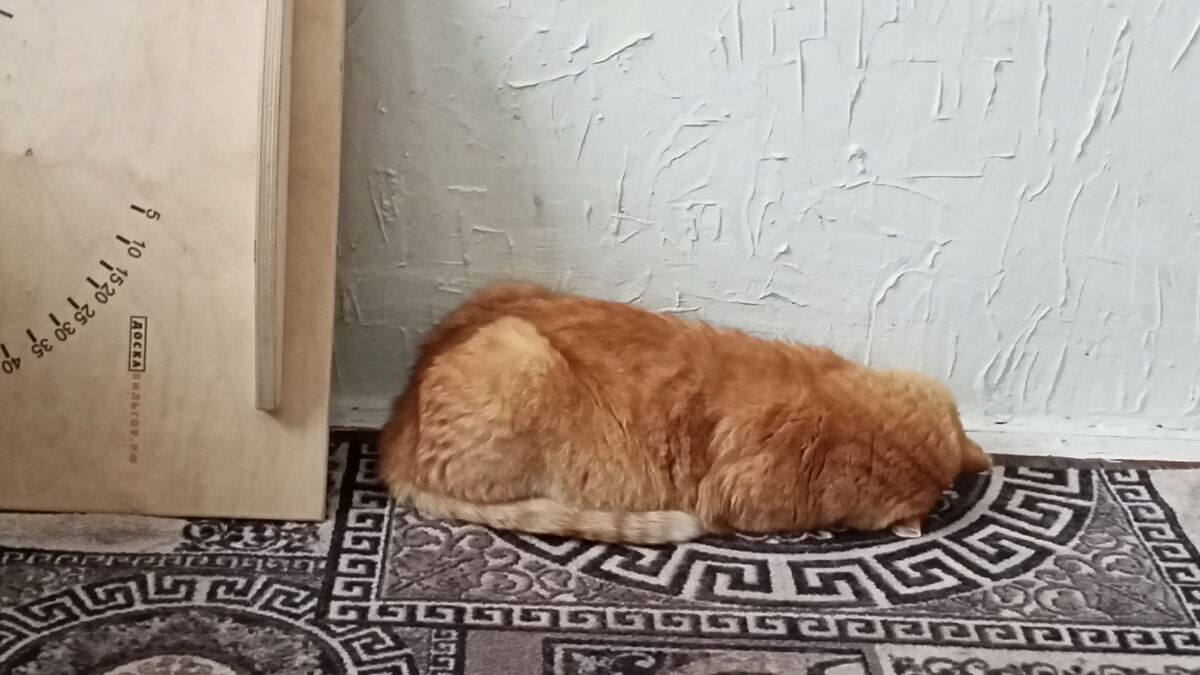 Барсик: - Оставьте меня в покое, изверги. 