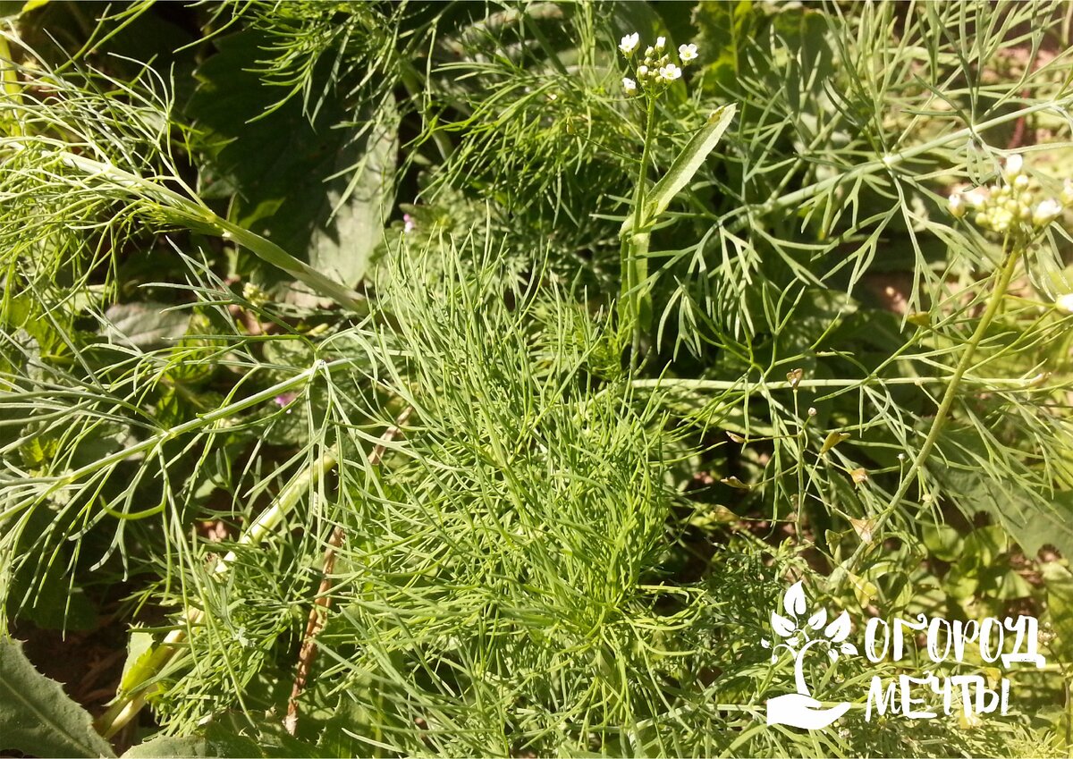 Мокса полынь. 13 растения. 13 растения. Текстура кана цветок. 13 растения.