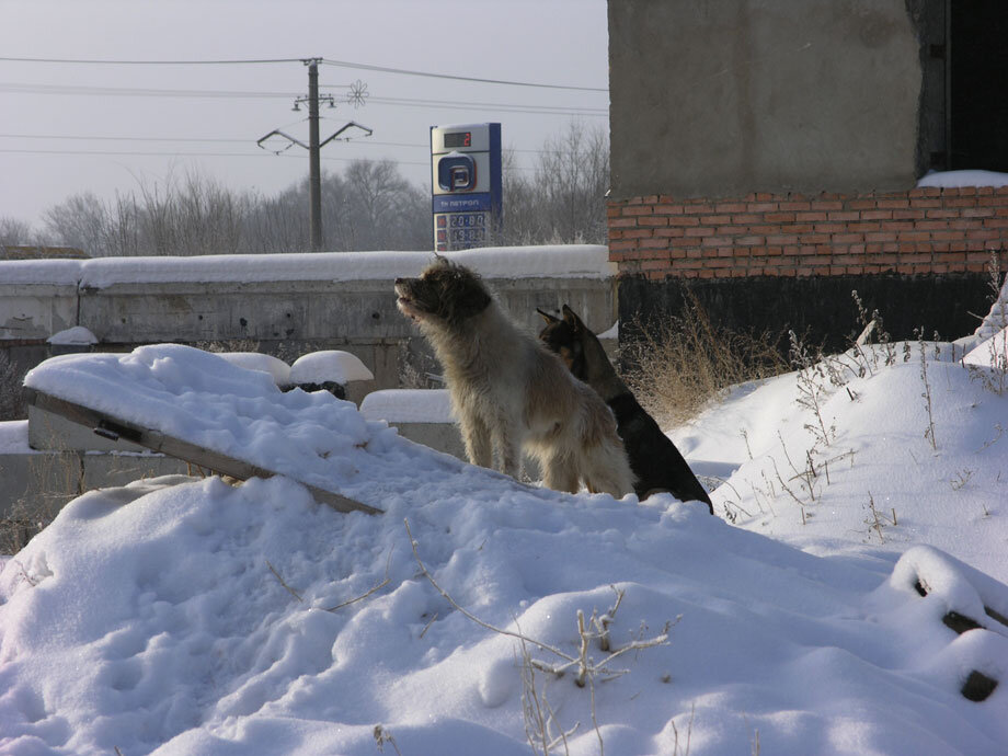Фото Дмитрия Бикбова