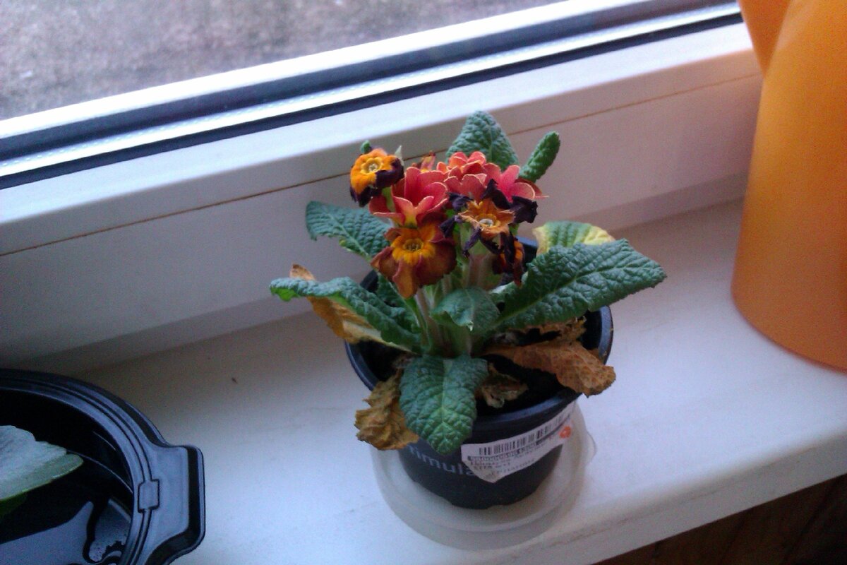 Это жалобный вариант из уценки