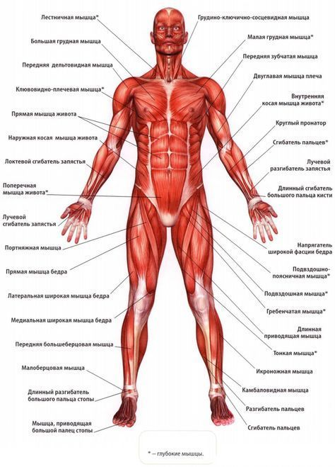 5 простых и эффективных упражнений для мужчин, которые развивают силу удара