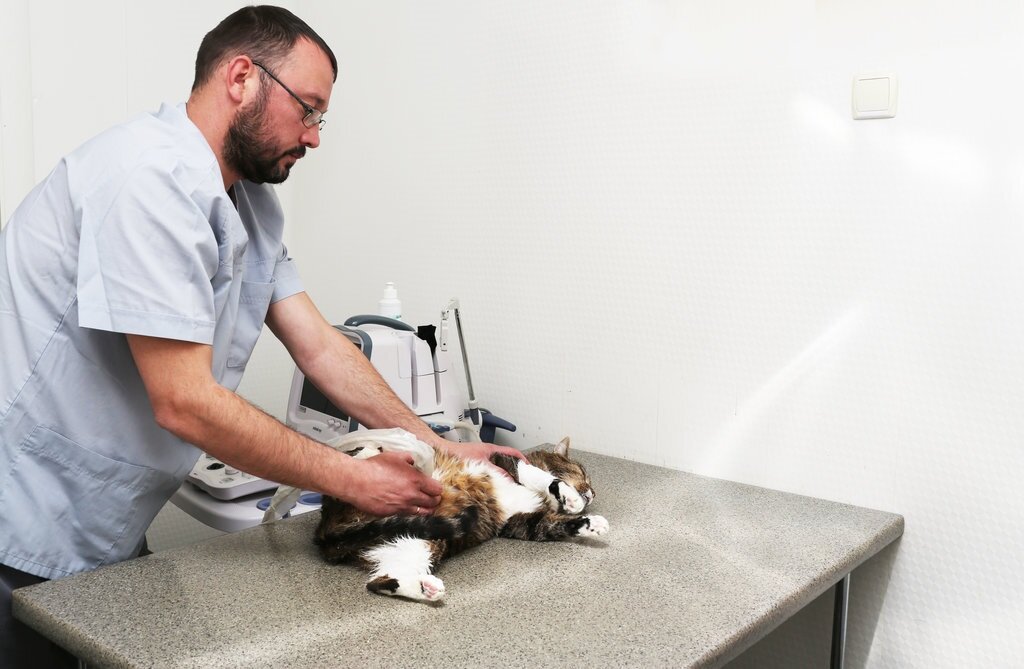 Со слов заявителей, главный врач ветеринарного центра «Роджер» не стесняется обманывать клиентов и грубить им. Если это так, то страшно представить, как ведут себя остальные врачи этого центра. Фото из открытых источников