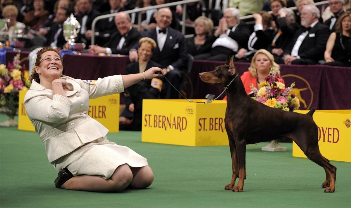 westminster kennel club dog show