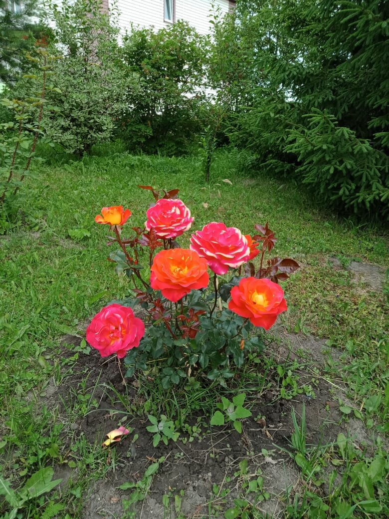 Как я обрезаю розы весной. Фото моих бутонов.