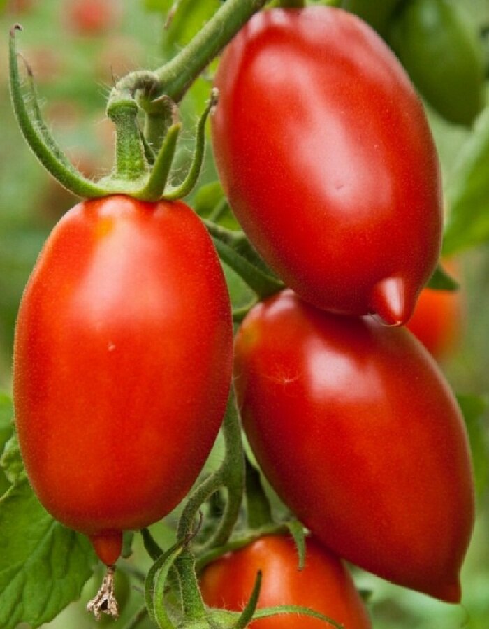 сорт Ракета