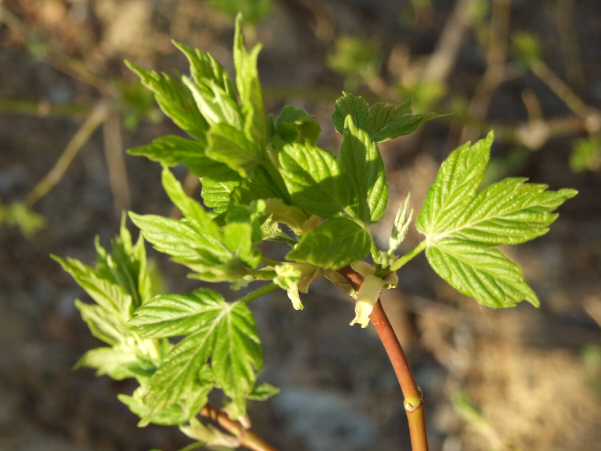 Подписывайтесь на канал, ставьте лайк! Фот автора