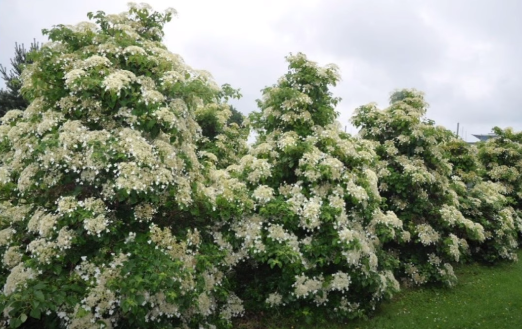 Миранда черешковая. Миранда черешковая. Миранда черешковая. Миранда черешковая. Миранда черешковая.