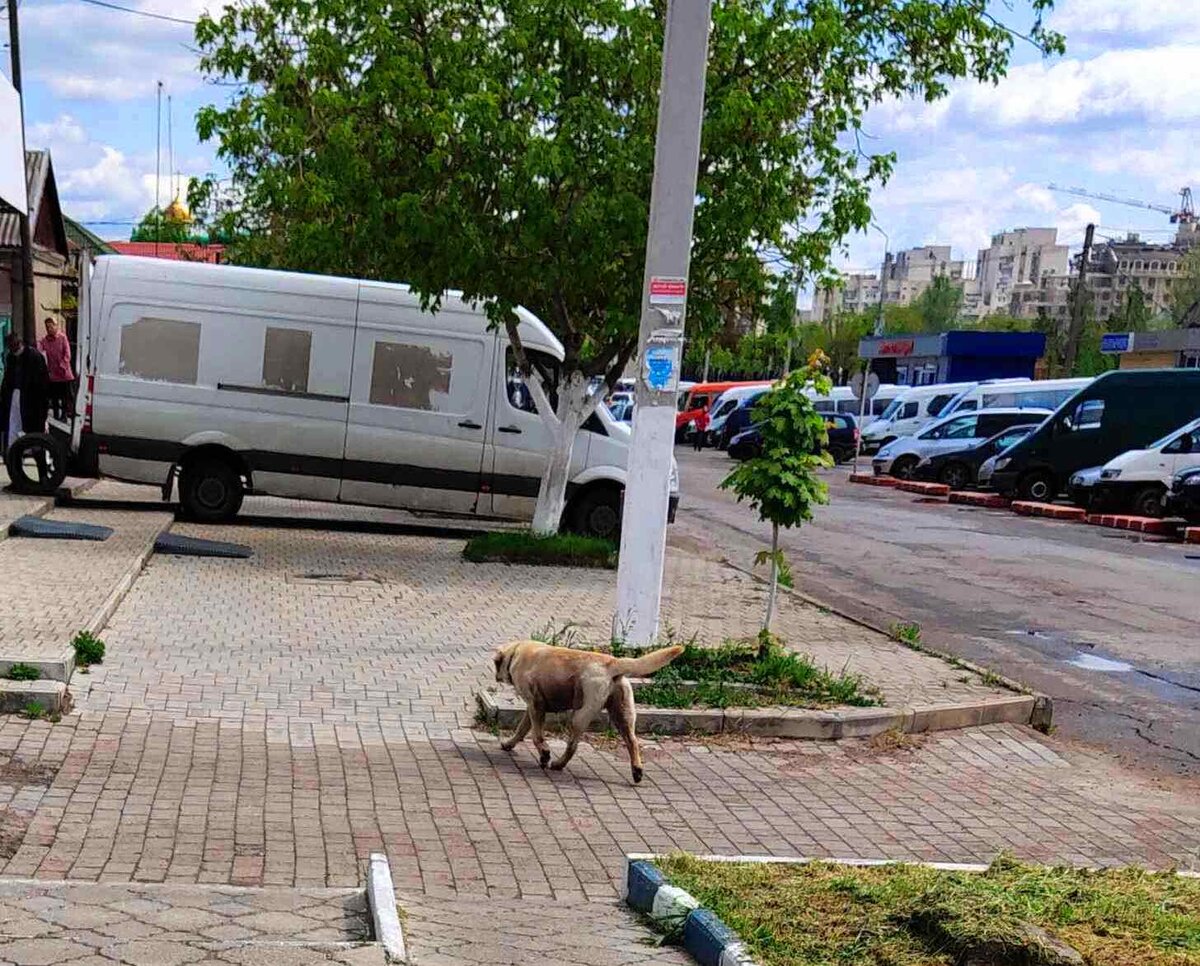 Фото очевидцев, увидевших Оскара в районе рынка, (Фото из группы о потерявшихся животных)
