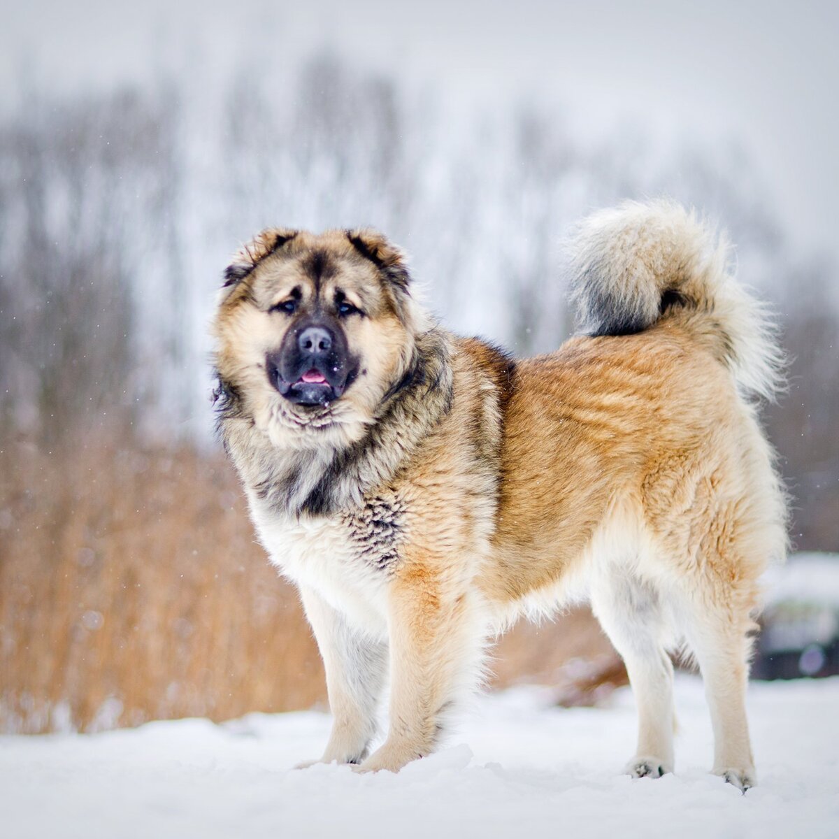 Выбор подходящего щенка