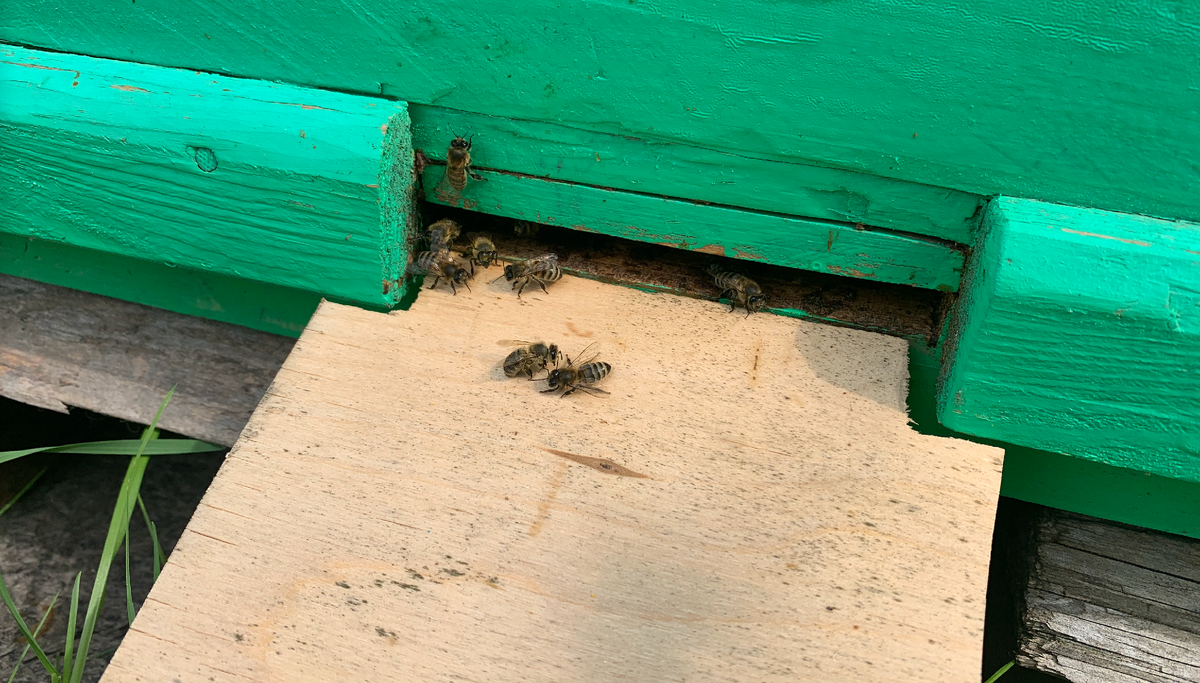 Пчелы влетают/вылетают из улья