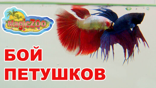 Бой петушков.Рыбка петушок. Betta fight.