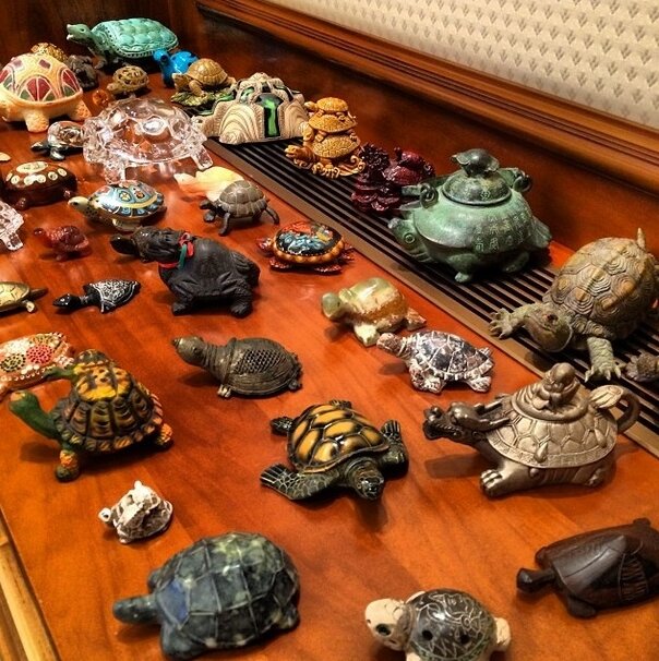 Предмет коллекционера. Коллекция черепах. Коллекционировать черепах. Коллекции и коллекционеры. Коллекция разных предметов.