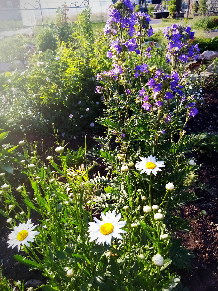 Синюха голубая и нивяник