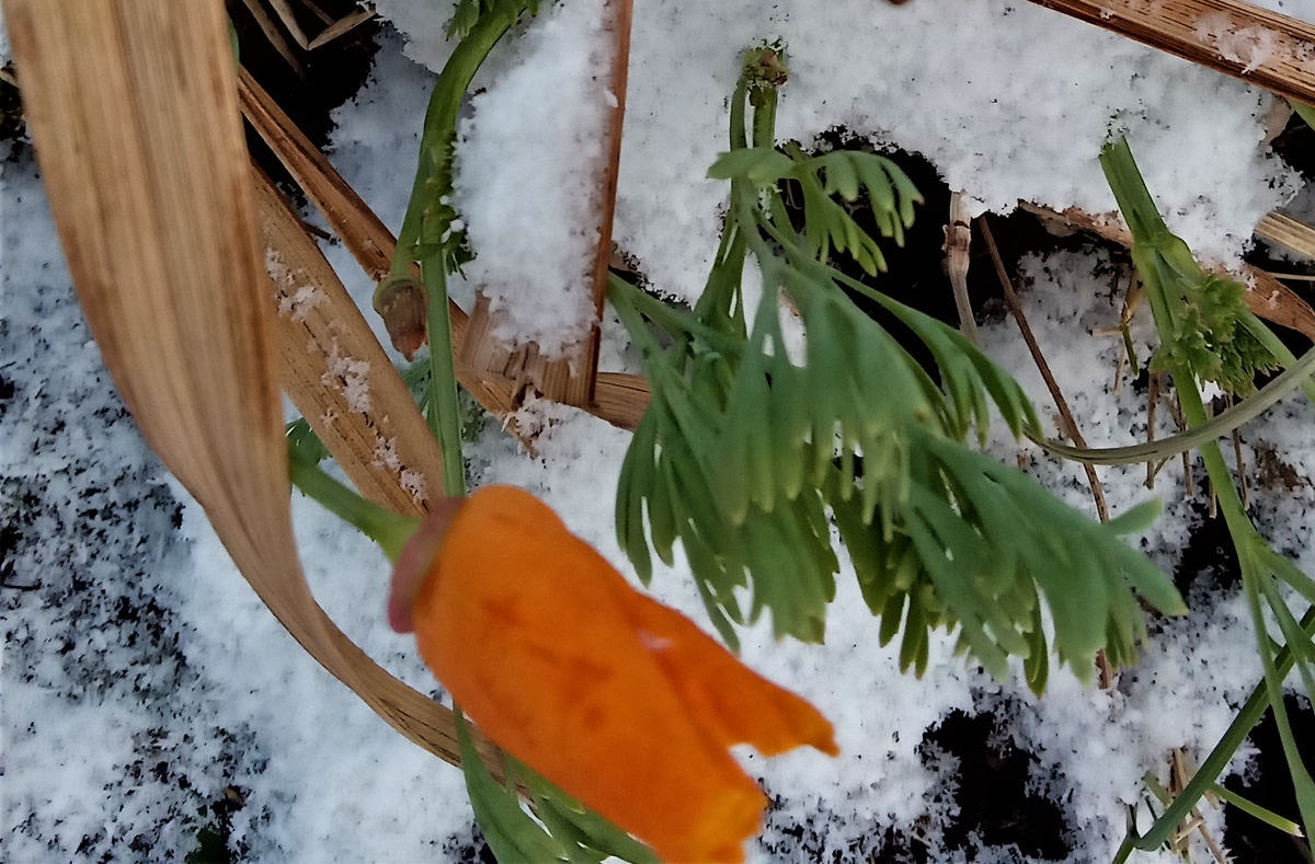                                  Наперекор холоду. (Фото из семейного архива)