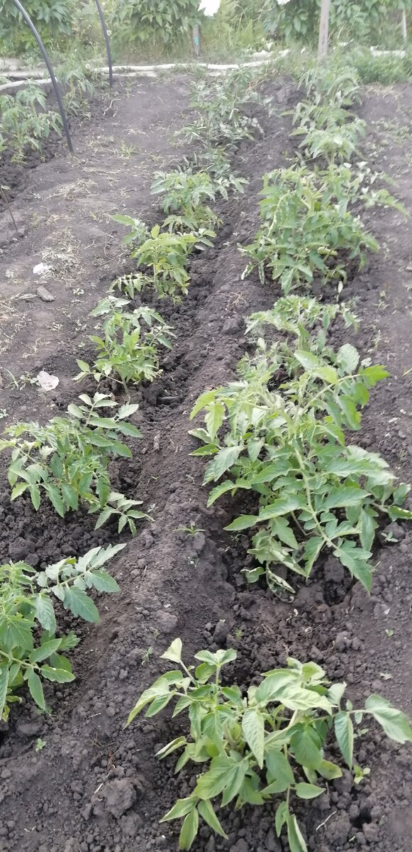 Помидоры, полудетерминантных сортов, требующие пасынкования. 