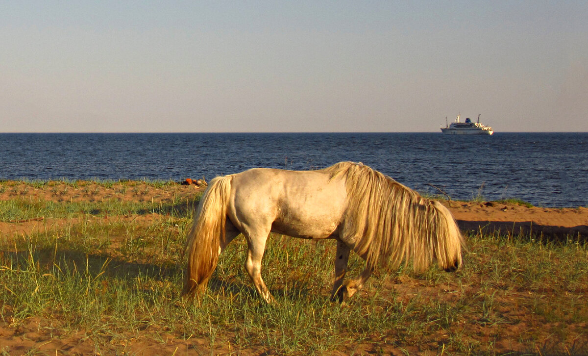 Уникальное фото. Конь на фоне теплохода Клавдия Еланская. Сделать такую можно 3 раза в год и то, если повезёт, что табун будет рядом.