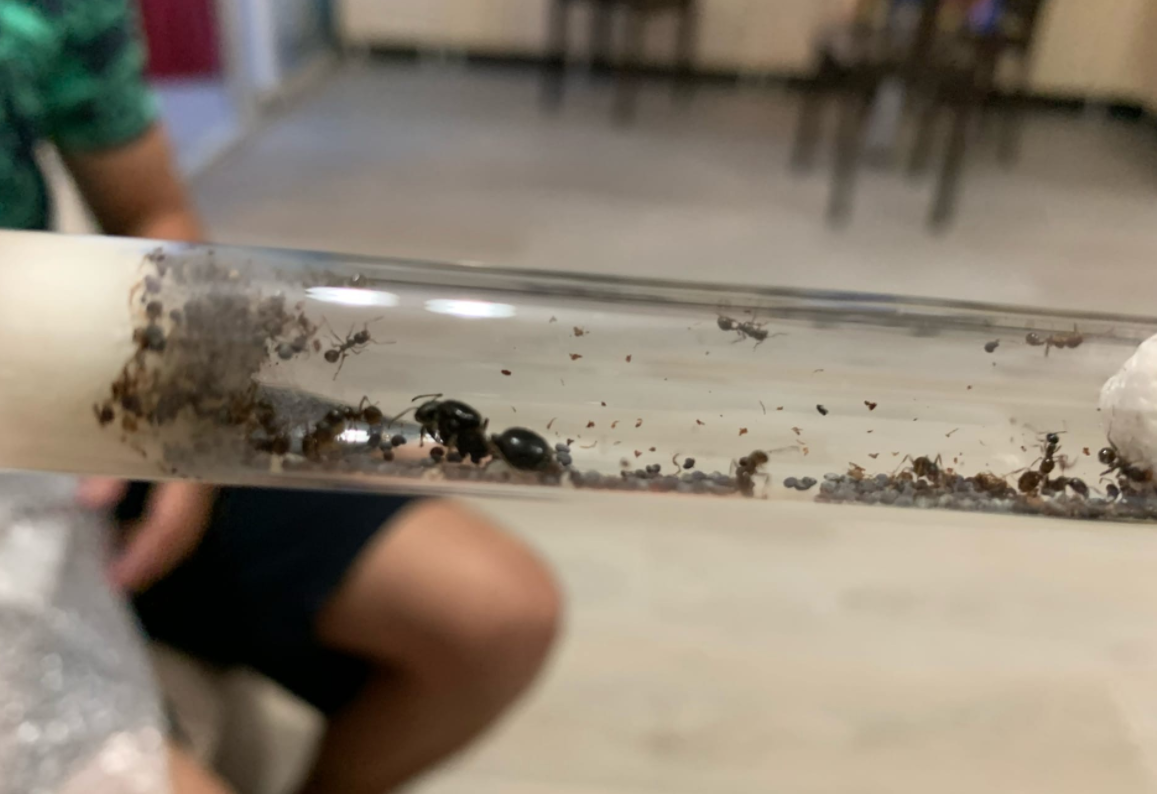 Колба с будущей колонией. Фото автора