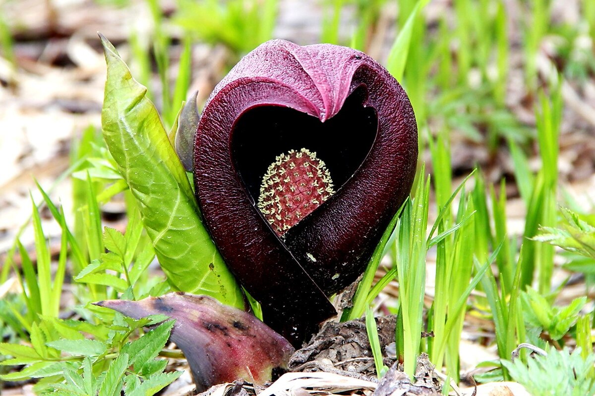 Symplocarpus foetidus симплокарпус вонючий