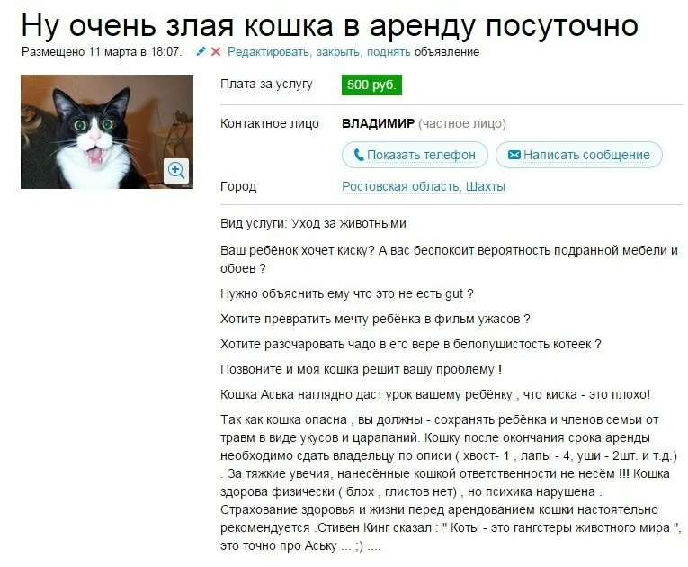 авито объявление отдам котенка
