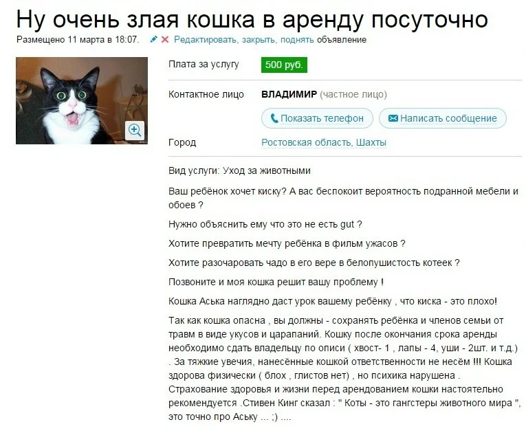 Сдать кота. Злая кошка в аренду. Прикольные объявления о продаже котов. Продам кота. Смешные объявления о продаже животных.