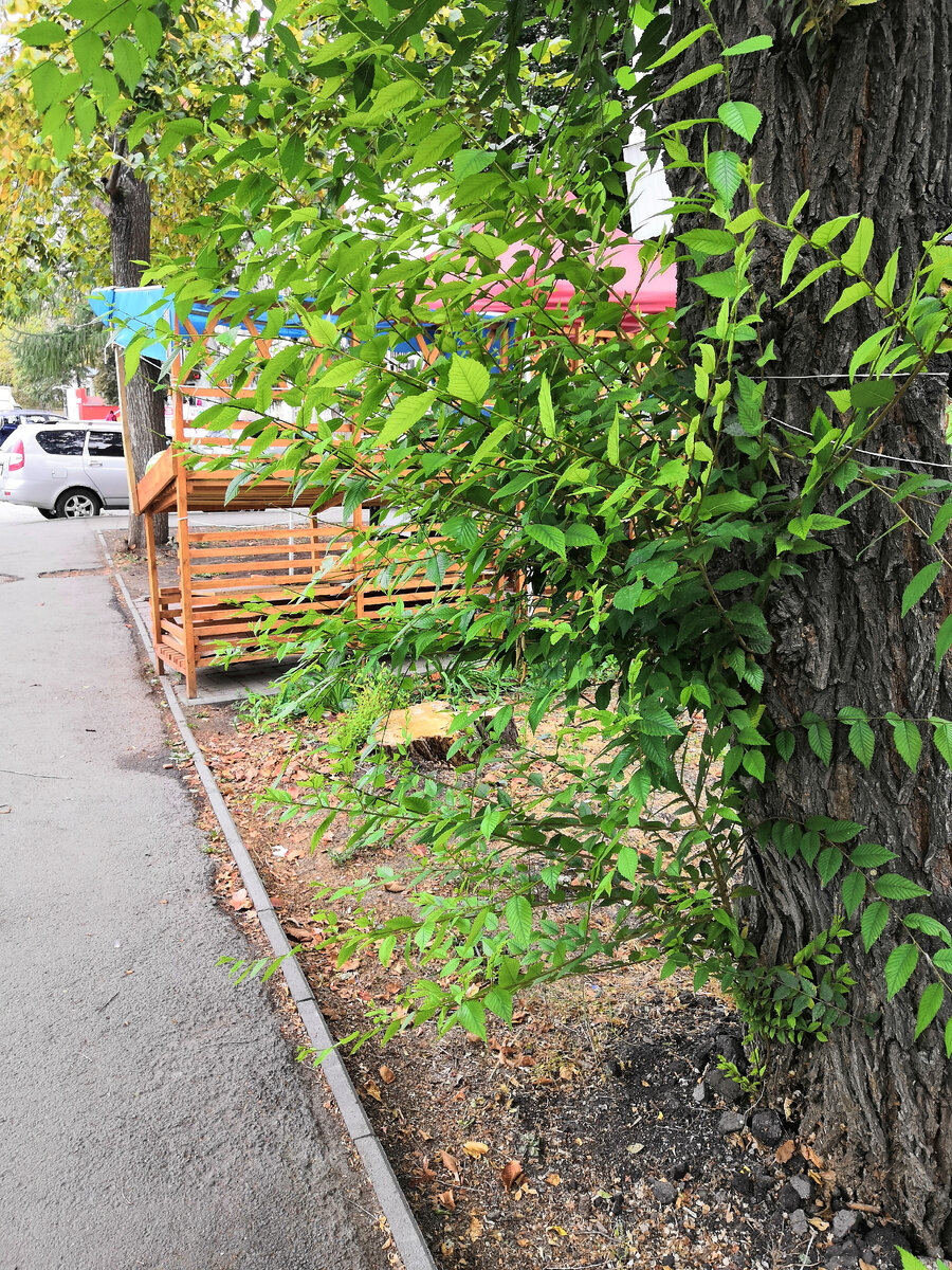 удивило как ярко смотрится зелень на фоне серости вокруг.