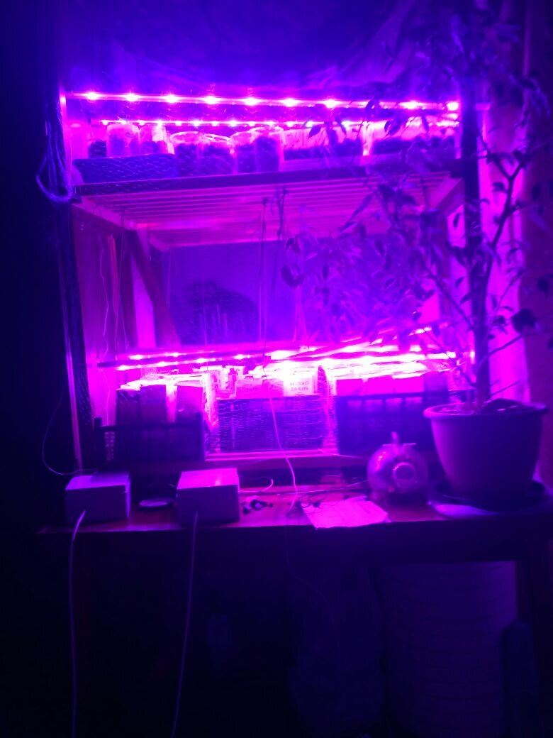 У меня лампы биколорные, купленные у умельца (по отзывам) за совершенно неприличные деньги. Сейчас понимаю: синего в них многовато. С одной стороны это хорошо: при таком освещении рассада получается коренастая, с мощными корнями. А с другой... Видно, что красненького ей можно немножко добавить. Вот буквально самую чуточку )) Фото автора