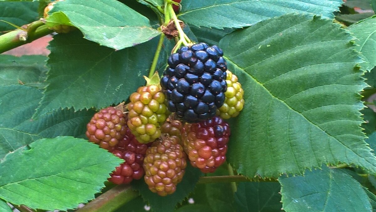 Первые ягоды ежевики