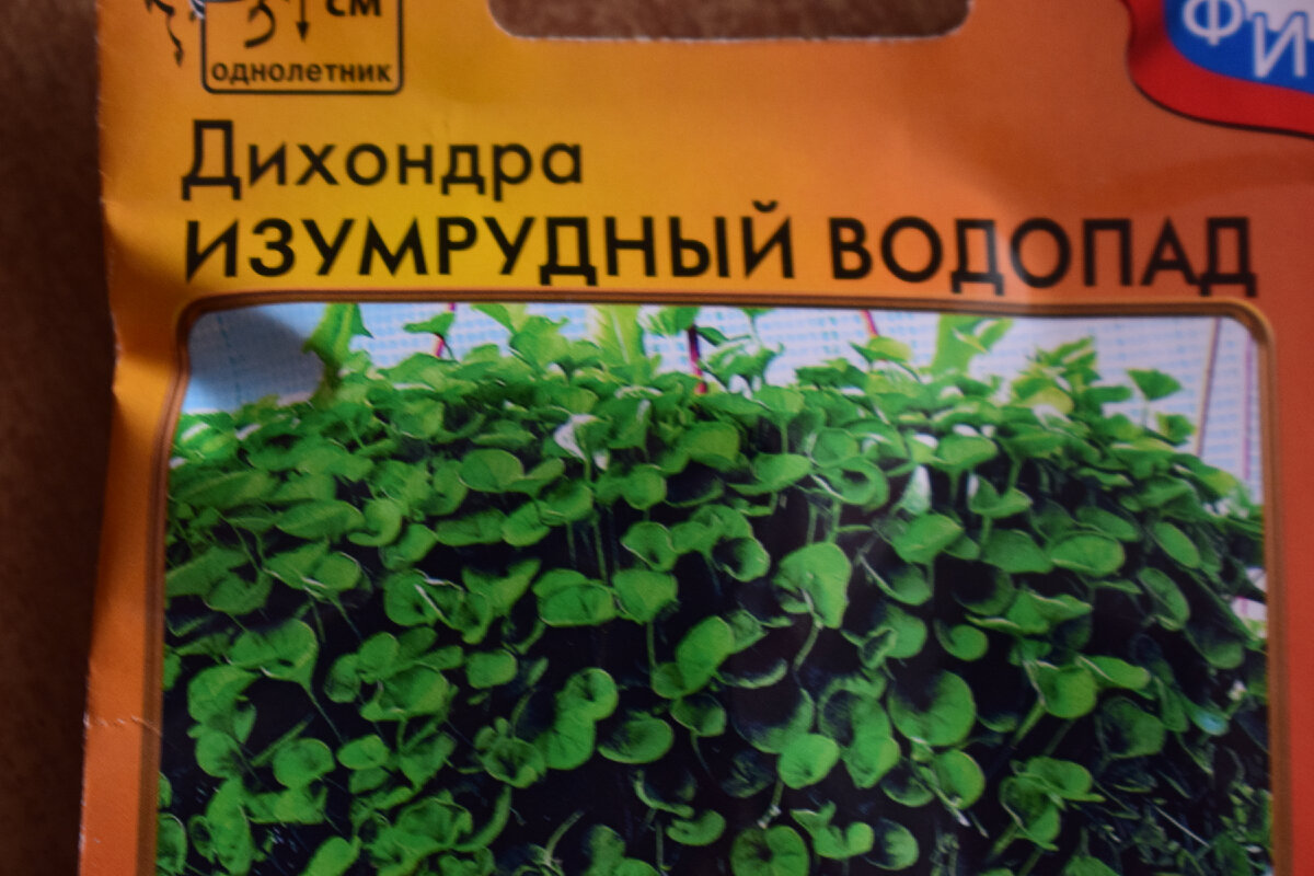 семена зеленой дихондры(фото автора)